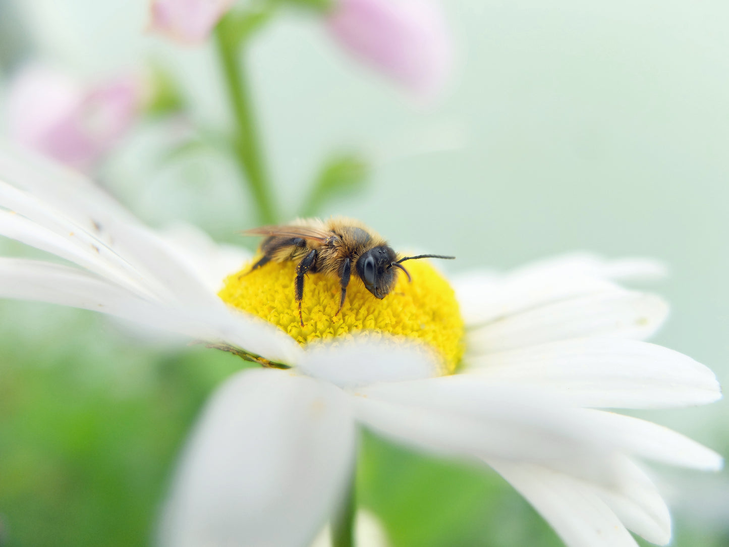 SOLITARY BEE PATRON