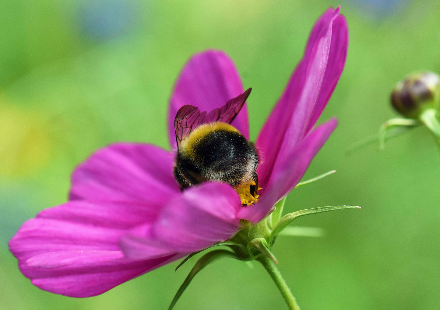BUMBLEBEE PATRON