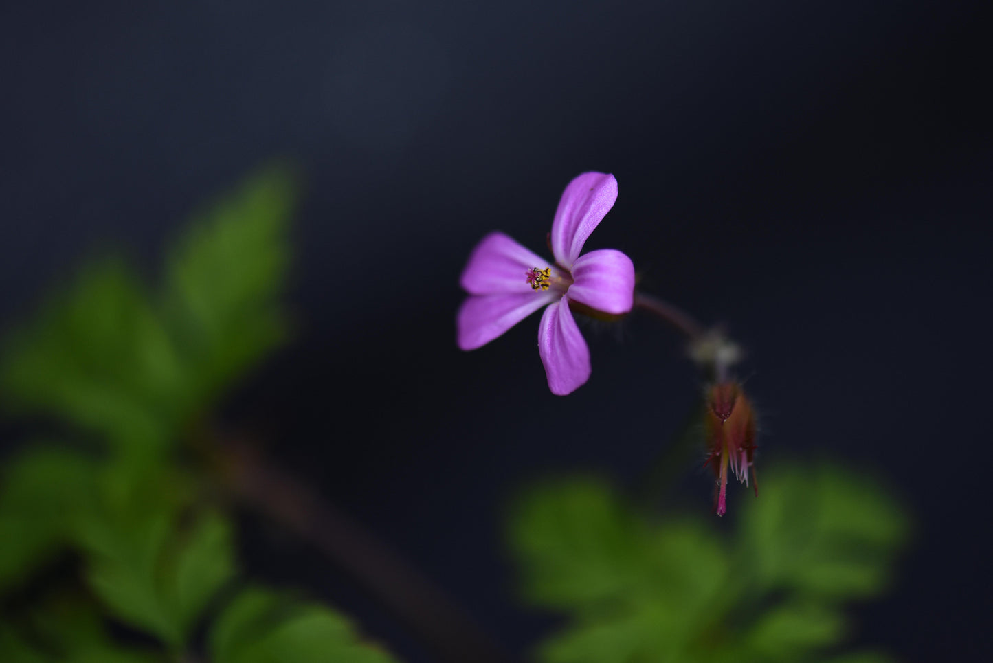 Solitary Bee Gift