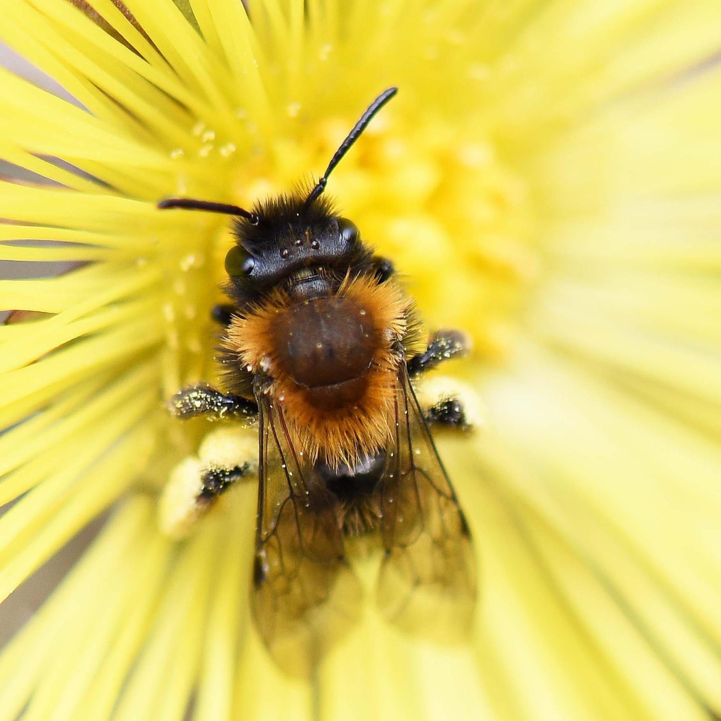 Solitary Bee (Monthly)