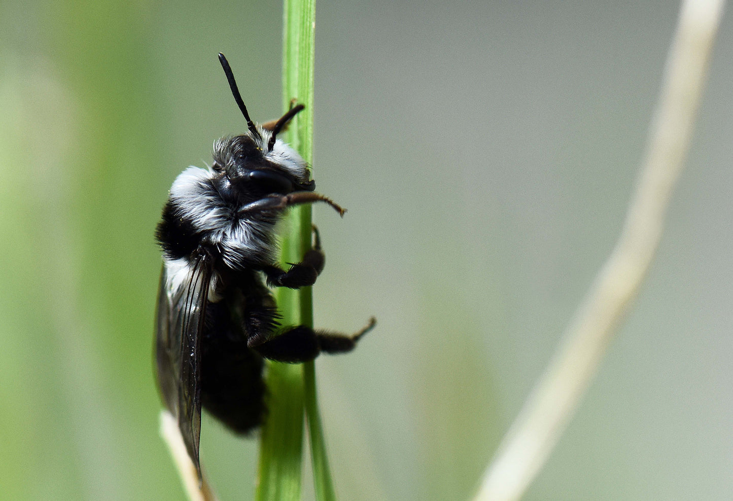 GIFT - SOLITARY BEE PATRON 1 YEAR