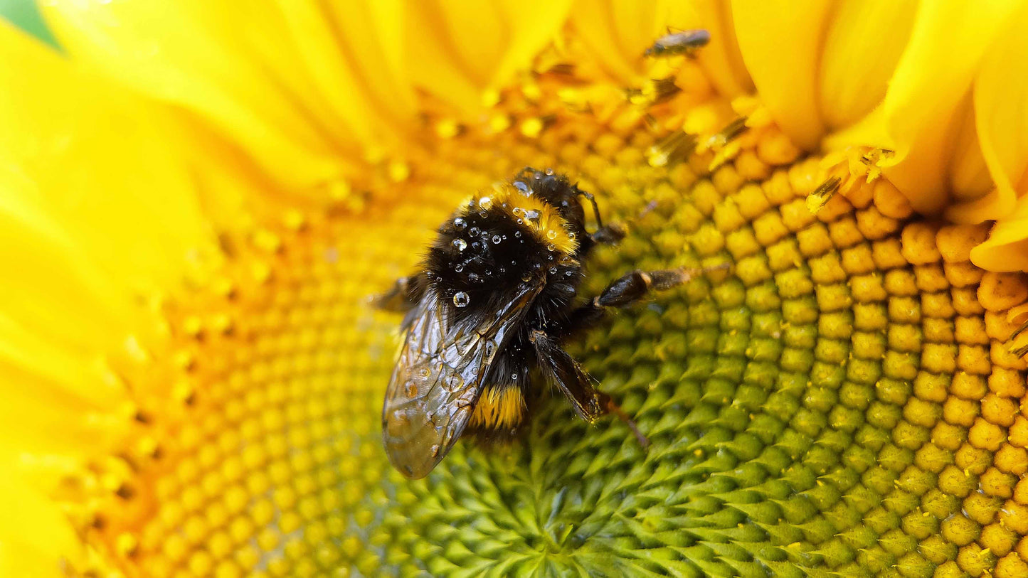 Queen Bee (Monthly)