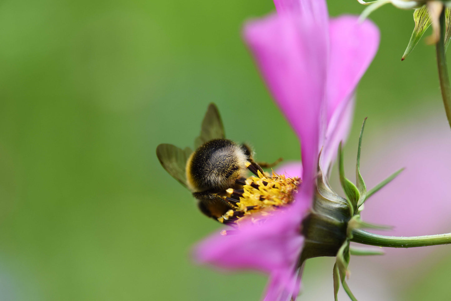 Bumblebee (Monthly)