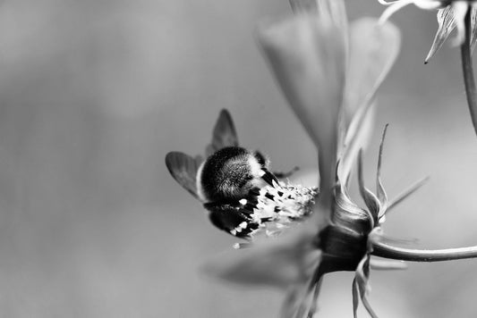 Bumblebee (Annual)