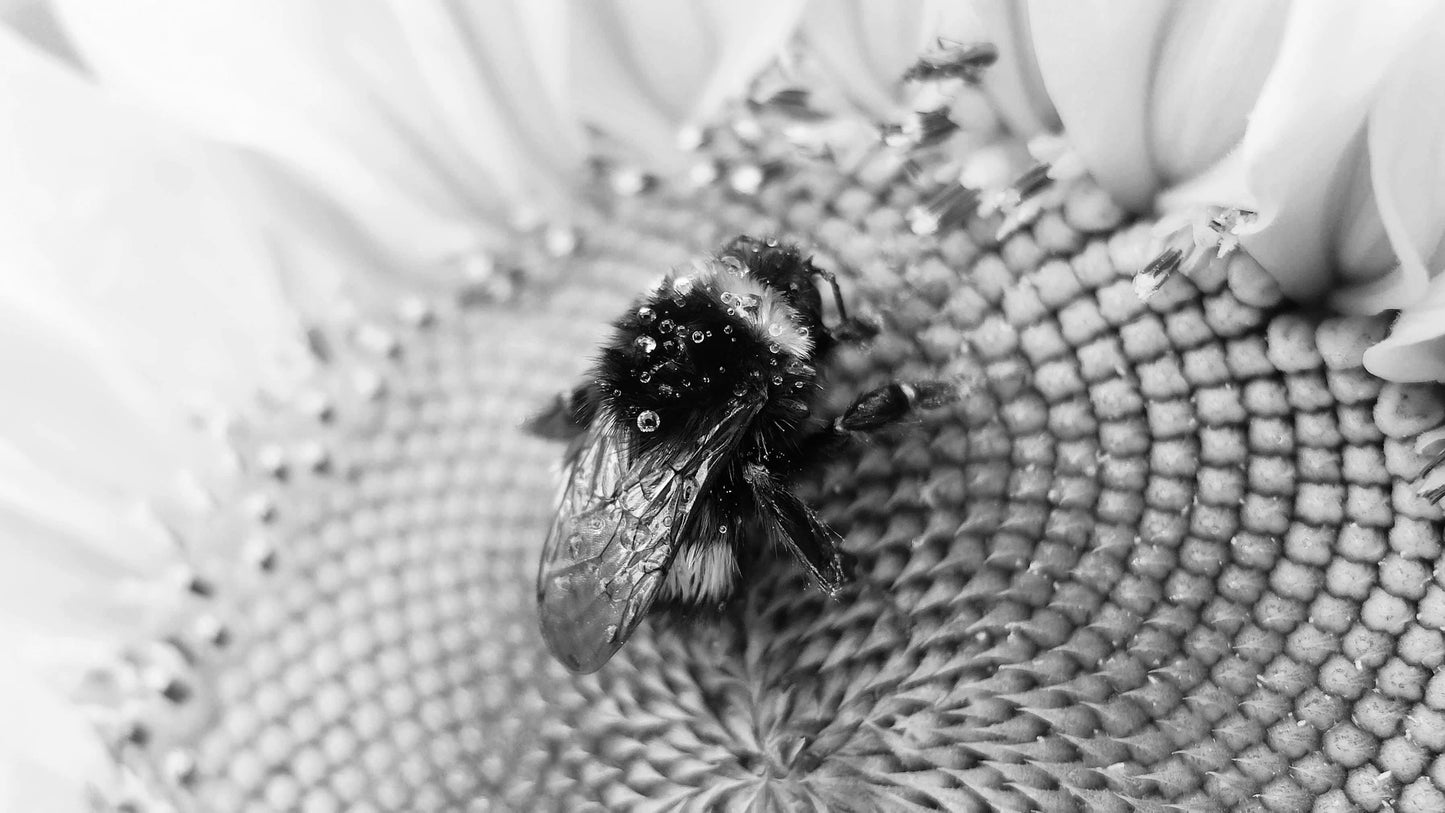Queen Bee (Annual)