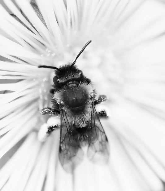 Solitary Bee (Annual)